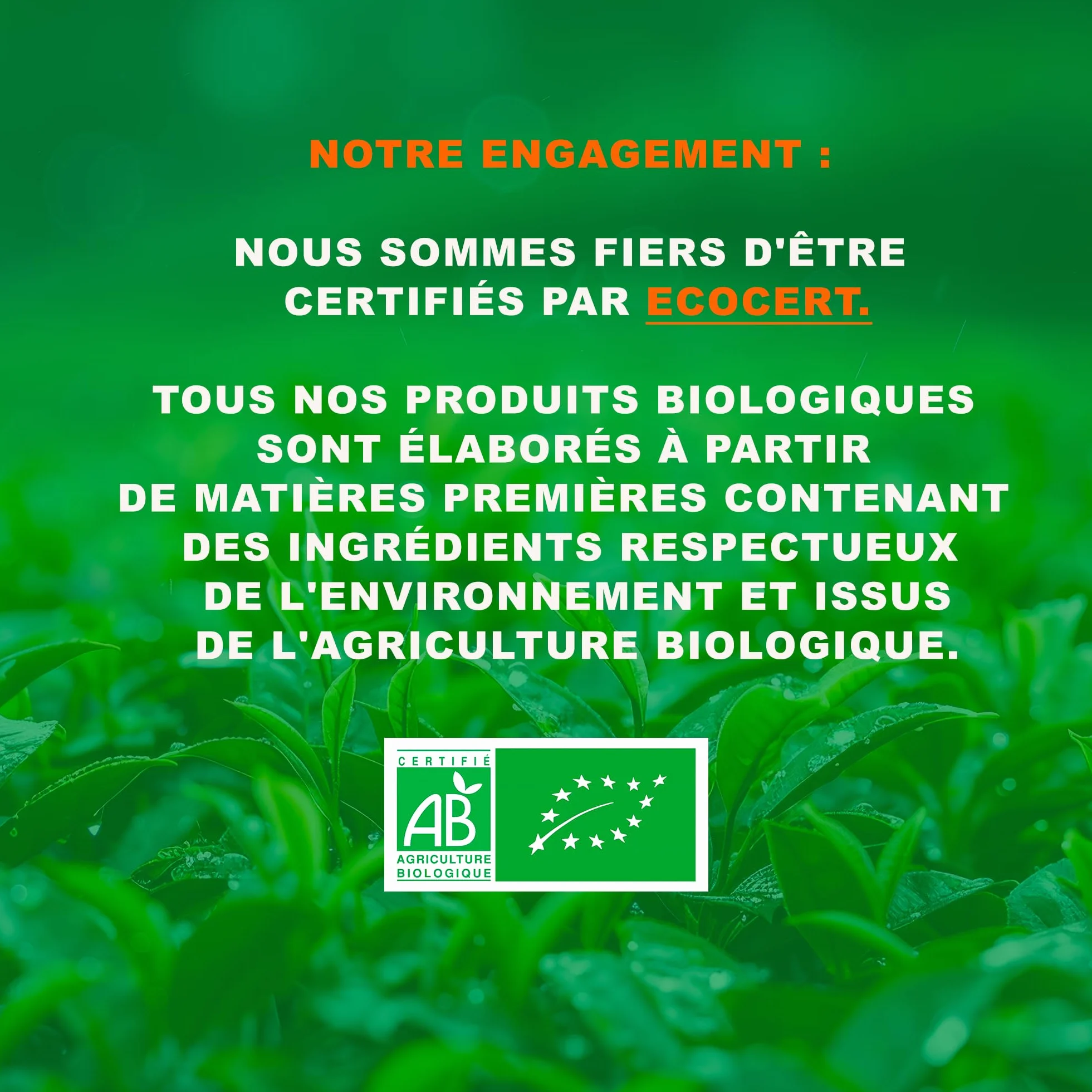 Tè Verde biologico aromatizzato Menta Marrakesch - 100g (40 tazze) - Tè sfuso 100% agricoltura biologica - Mes-Tè