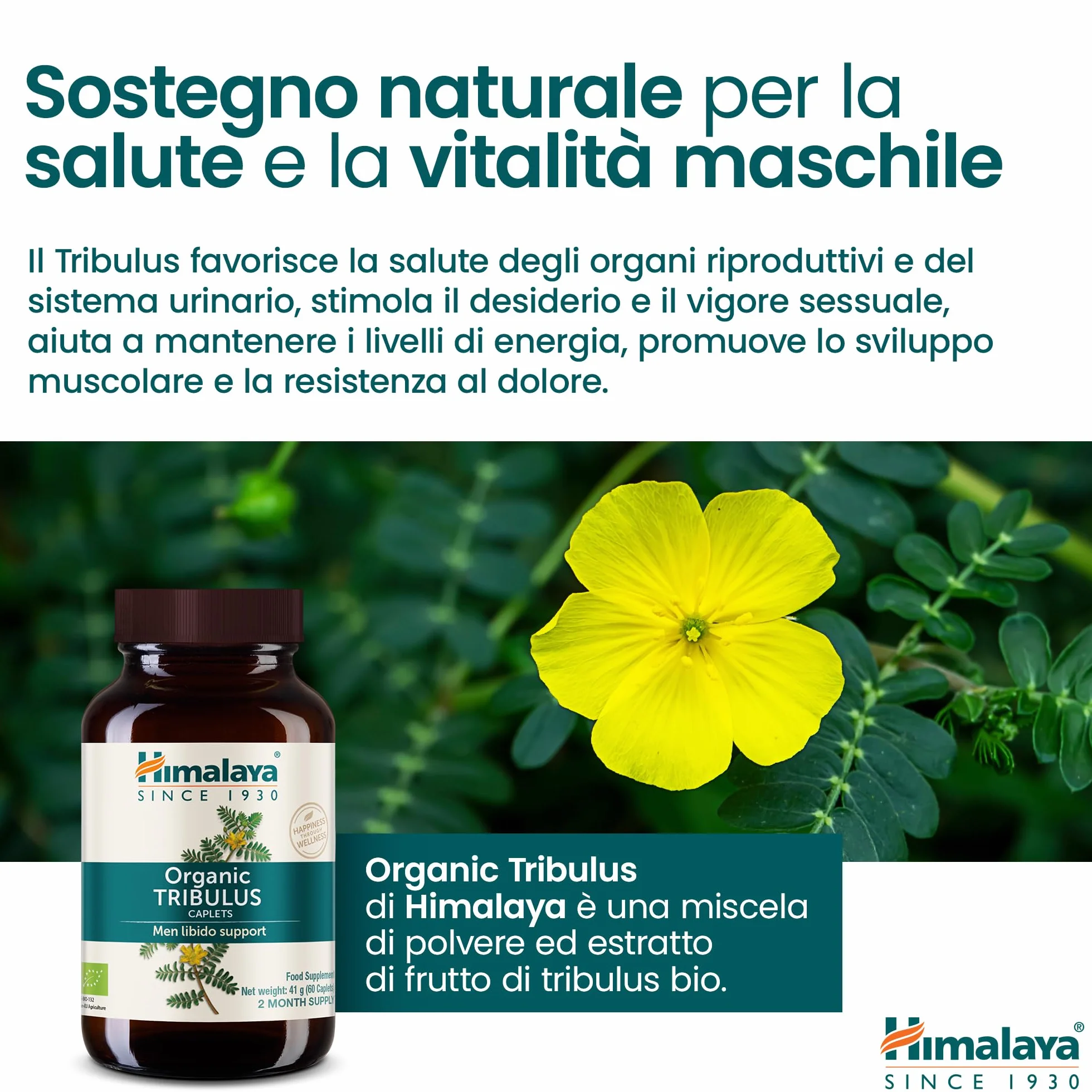 Himalaya Tribulus organico Gokshura 688 mg 60 capsule salute maschile libido supporto urinario