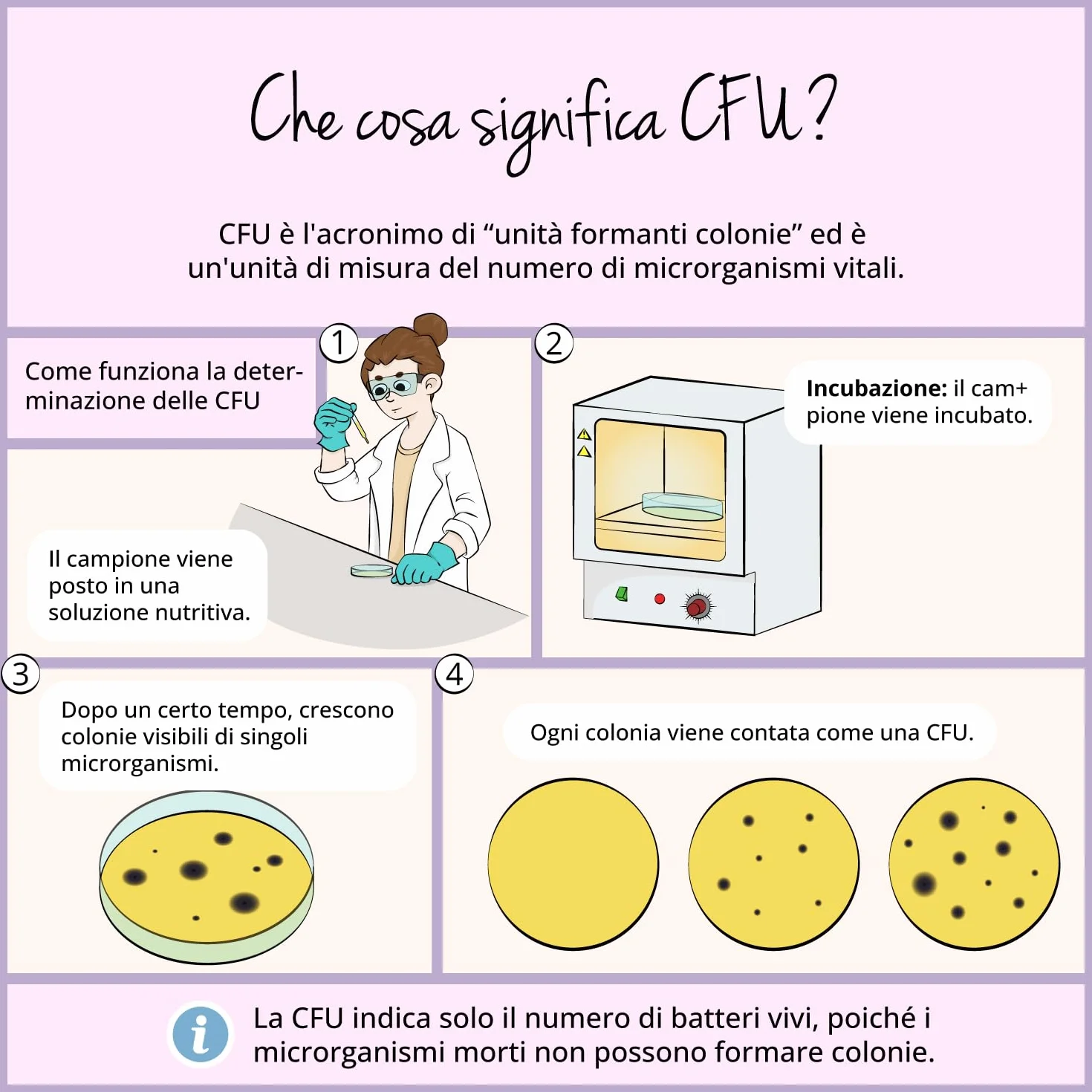 Probiotici Donna | 35 Miliardi UFC/giorno da 6 Ceppi Batterici | con Mirtillo Rosso, Vitamine, Lattobacilli e Bifidobatteri | per Flora Intima e Vie Urinarie | 60 capsule | Vegan | Vegavero