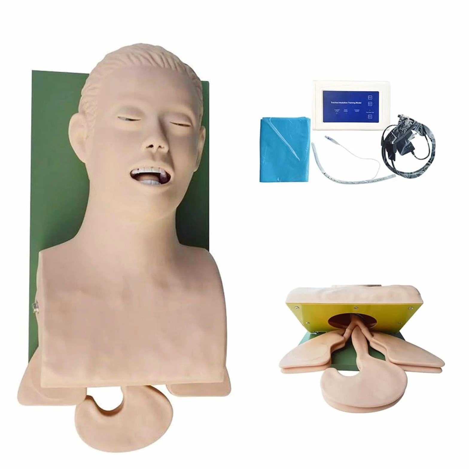 Manichino di intubazione adulto in PVC per insegnamento, modello vie aeree 220V