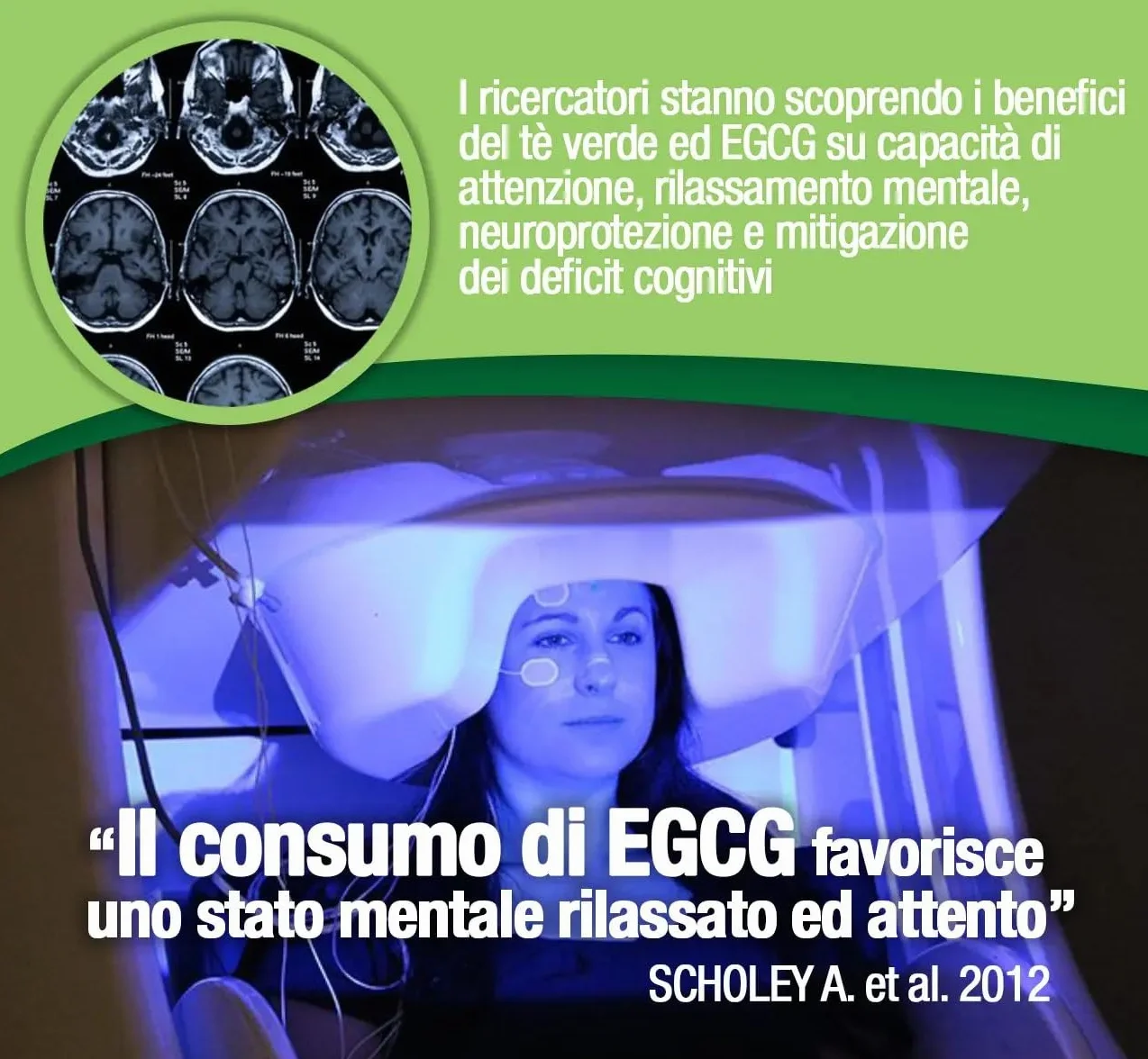 EGCG da tè verde ≥95% - Stimolante metabolico, blocca-fame, energizzante