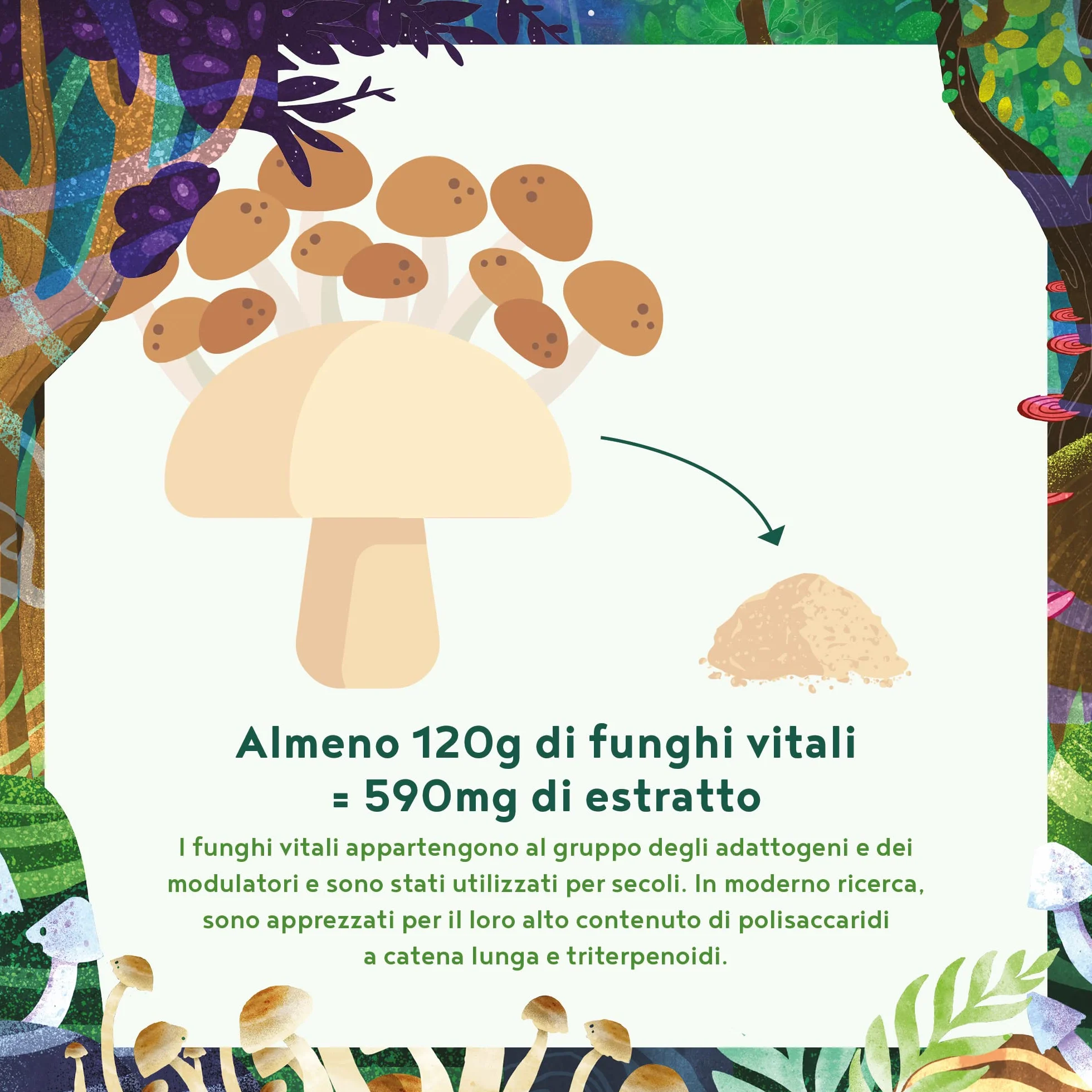 Funghi Funzionali con Maitake, Funghi Shiitake, Cordyceps, Fungo Reishi, Agaricus, Lions Mane | Integratore Multivitaminico Completo per Difese Immunitarie Adulti e Salute del Cuore | Alpha Foods