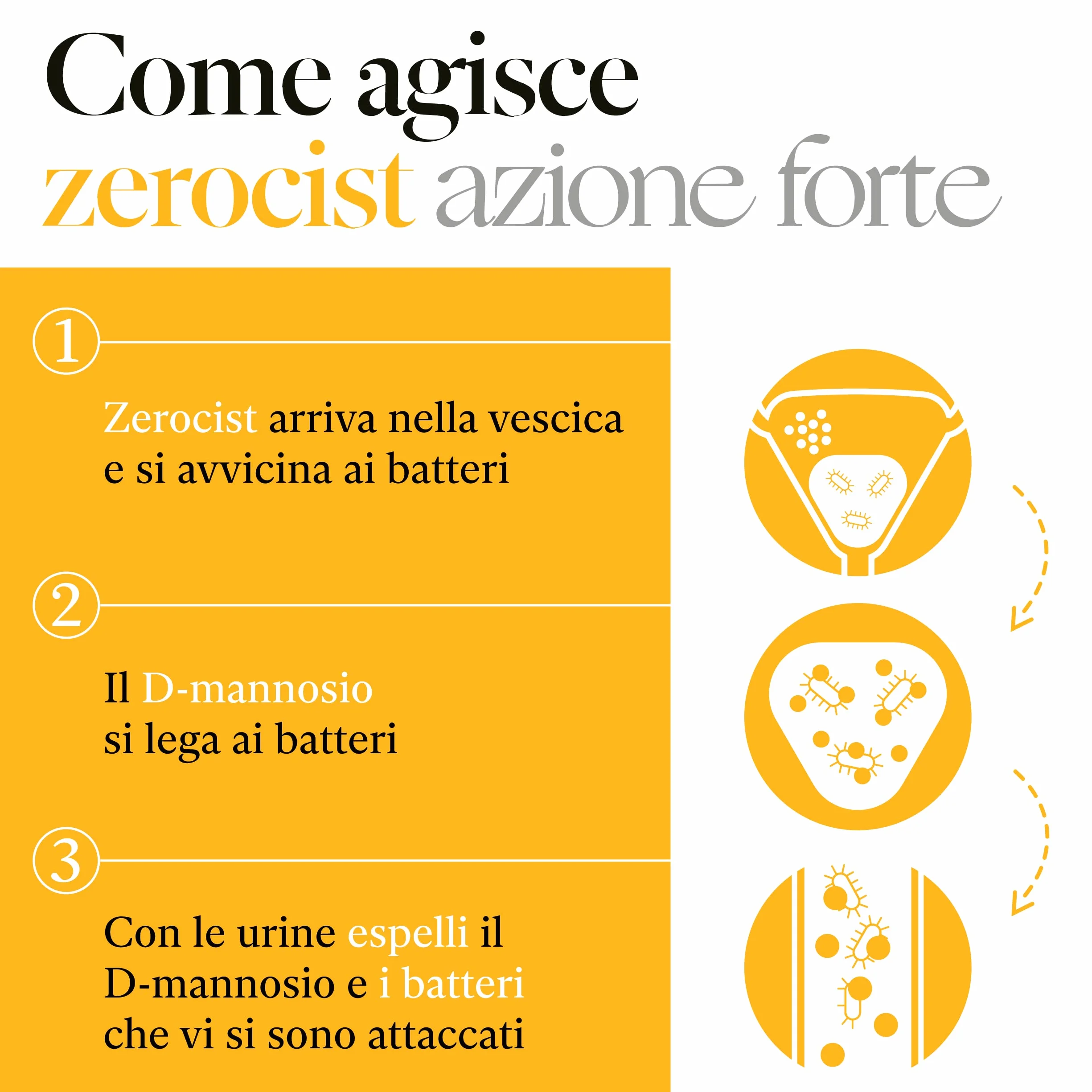 D Mannosio Puro Mirtillo Rosso Lactobacillus per Infezioni Vie Urinarie Candida con Salvia Vitamine C B2 Zinco