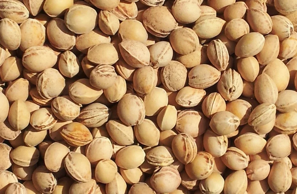 Cuscino per il collo con forma a U per l'area cervicale - Collo + Spalle + Schiena - Cuscino con noccioli di ciliegia - Cuscino termico - Cuscino per il collo - blu scuro