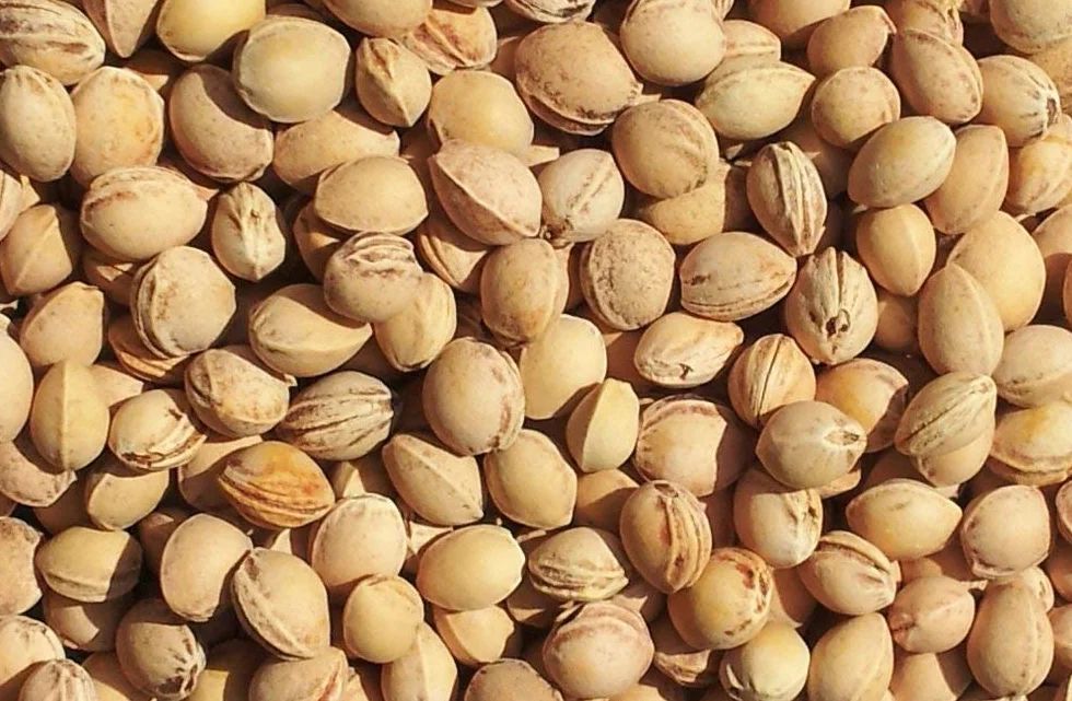 Cuscino del collo, rosso-bianco. Cuscino termico con noccioli di ciliegia, terapia caldo e freddo. Scaldacollo