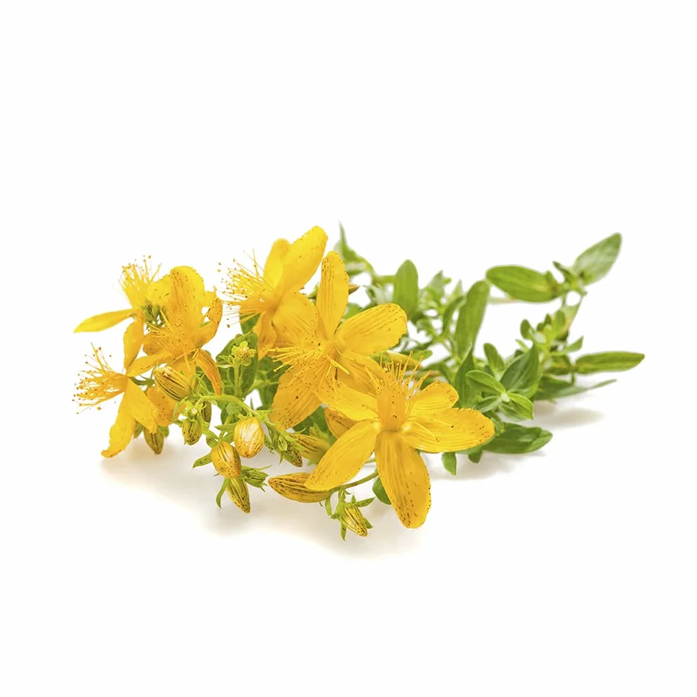 IPERICO (ERBA DI SAN GIOVANNI) * 230 mg / 60 capsule * 0,3% in Ipericina *Migliora l’umore naturalmente * Efficace contro lo stress * Fabbricato in FRANCIA