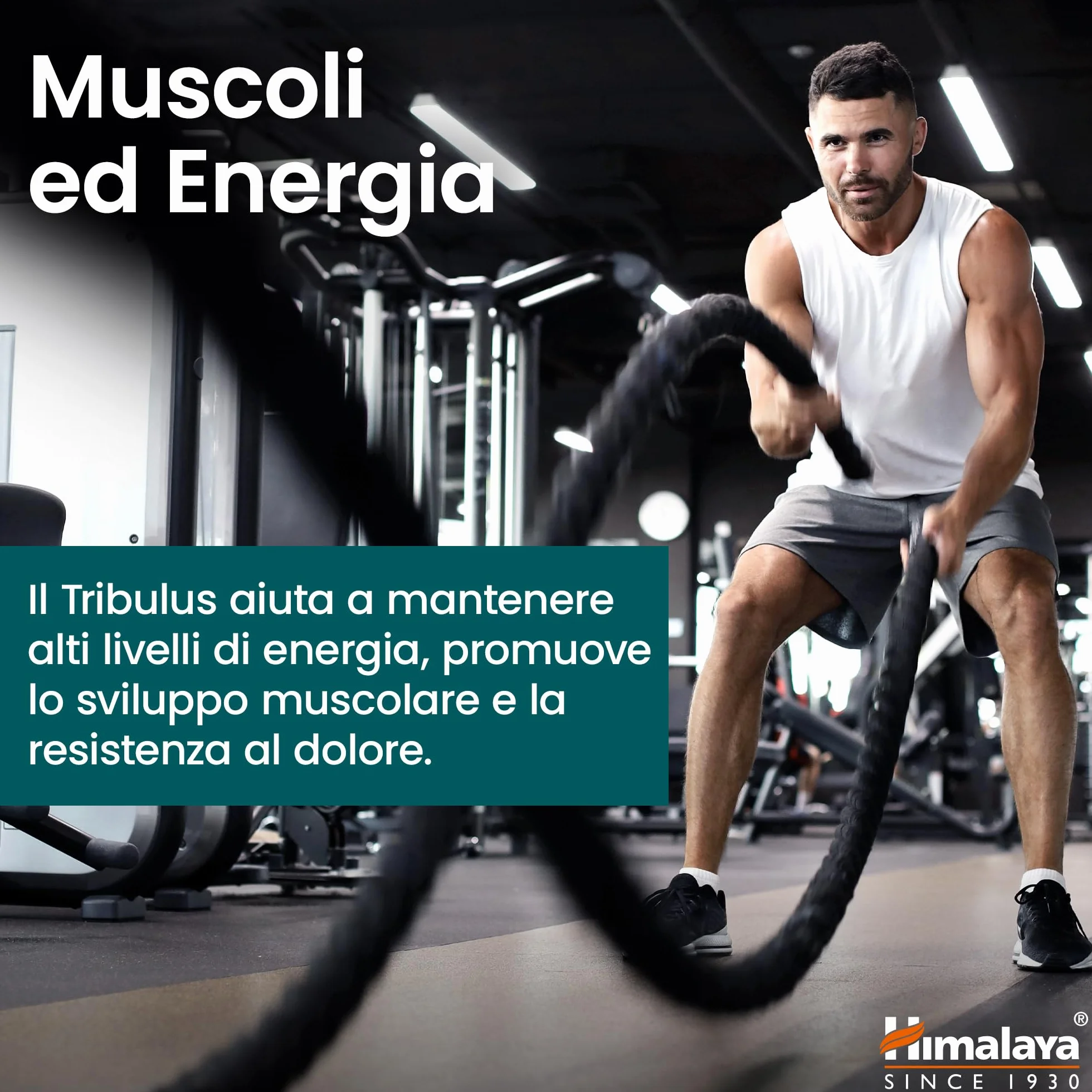 Himalaya Tribulus organico Gokshura 688 mg 60 capsule salute maschile libido supporto urinario