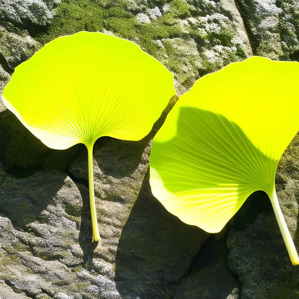 Nature's Finest Ginkgo Biloba Polvere di Foglie Naturali Pura al 100% - Integratore Erboristico - Qualità Testata da Terze Parti