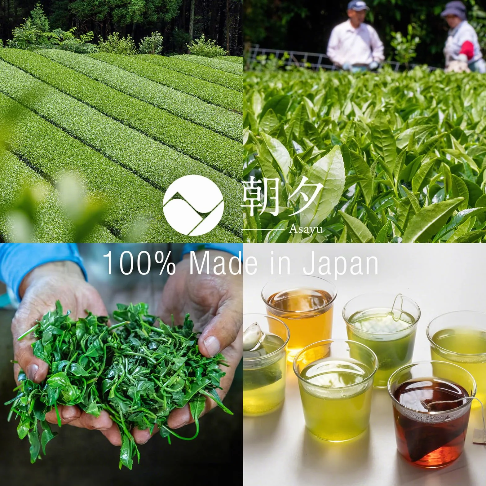 Asayu Japan Tè Verde Giapponese Gyokuro15 Bustine - Tè Verde Giapponese Premium Coltivato all'Ombra 2,5 gr x 15 bustine per Energia e Sprint Mattutino (Tè Verde Gyokuro)